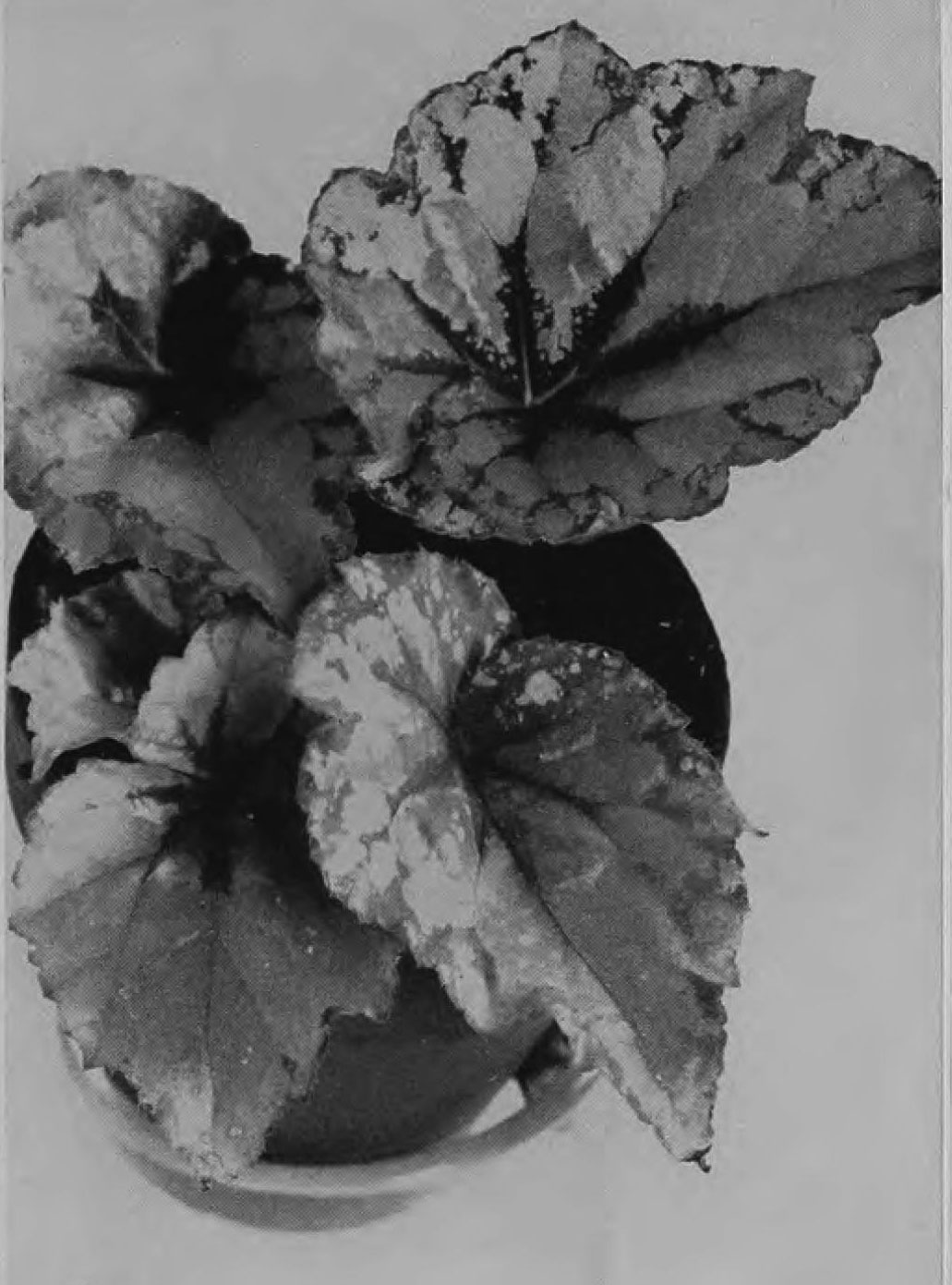 B. ‘Coree’